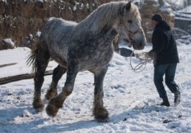 Bishkek yaqinida juda katta otlar yetishtirilmoqda (video) фото