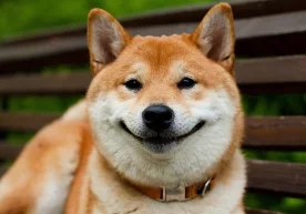 Итингиз эркалана бошладими, демак у нимадандир жуда