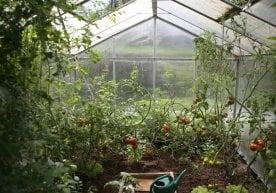 26-ноябр ҳолатига кўра, Тошкент ва унга туташ ҳудудлардаги