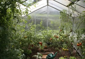 26-ноябр ҳолатига кўра, Тошкент ва унга туташ ҳудудлардаги