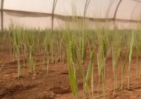 Россиялик тадқиқотчилар Марс сатҳи шароитига яқин