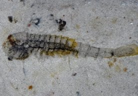 Палеонтологлар Хитойнинг Ҳунан провинциясида 500 миллион