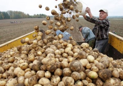 Россельхознадзор Ўзбекистонга олиб кетилаётган 650 тонна картошкани тўхтатиб қолди фото