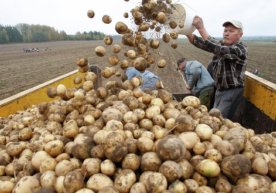 Россельхознадзор Ўзбекистонга олиб кетилаётган 650 тонна картошкани тўхтатиб қолди фото