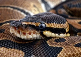 Индонезиянинг Сулавеси оролида 8 метр келувчи бўғма илон