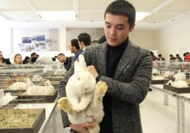 O‘zbekistonda ilk bor naslli quyonlar ko‘rgazmasi bo‘lib o‘tdi (foto) фото