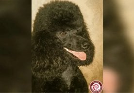 Санкт-Петербурглик Фаня энг кекса пуделга айланди. Унинг