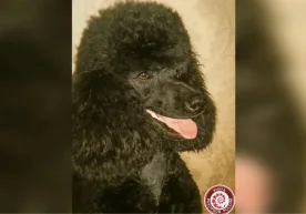 Санкт-Петербурглик Фаня энг кекса пуделга айланди. Унинг