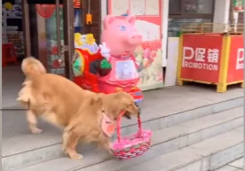 Аввал ҳам эгасига дўкондан тухум олиб келиб берган ит