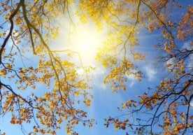 Ўзгидромет маълумотларига кўра, 13 ноябрь, чоршанба куни