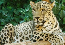 2050 йилга келиб, Ер юзида айрим турлар оммавий йўқ бўлиб