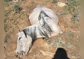 Қозоғистоннинг Манғистов вилояти, Қорақўян туманида