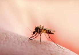 Фото: News Medical Ҳиндистон ғарбида, Гужарат штатида,