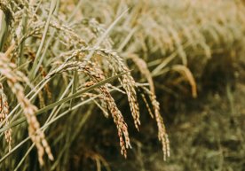 Chinese scientists have created "eternity" rice фото