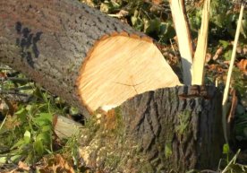 Самарқанд вилоятининг Булунғур туманида ноқонуний дарахт