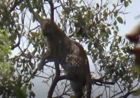 Ҳиндистонда маймунни қувлаётган леопард дарахтда қолиб