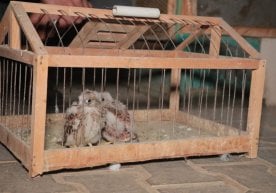 Foto: ecogov Tabiat resurslari vazirligining ekologik