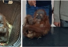 Foto: Davlat bojxona qo‘mitasi axborot xizmati Bojxona