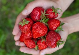 Erdbeeren sind nicht nur köstlich, sondern auch eine der