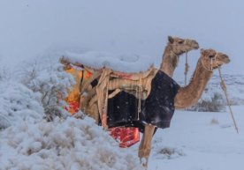 18 декабрь куни Саудия Арабистонининг айрим ҳудудларида