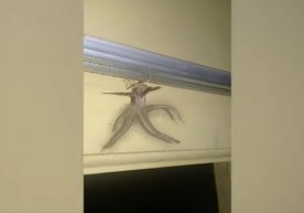 Индонезиялик Хари Тоа уйи шифтида пайдо бўлган ғалати