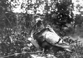Foto: «Deutsches Bundesarchiv» 110 yil oldin pochtachi