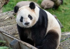 Япония Хитой ҳукуматининг совуқ муносабати туфайли