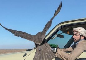 Дубай амирининг ўғли Ўзбекистонда лочин билан ов қилди (видео) фото