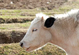 Rossiyaning Irkutsk viloyati hududida yirik shoxli qoramol
