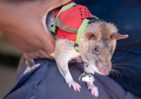 Фото: BILD Гамбия оғмахонсимон каламуши — сайёрамиздаги