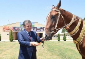 Video: Turkmaniston Prezidenti Shavkat Mirziyoyevga sovg‘a qilgan zotdor ot qayerda? фото