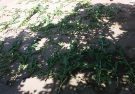 Фото: Давлат божхона қўмитаси ахборот хизмати Шу кунларда