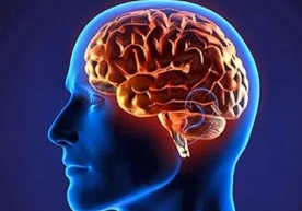 El cerebro humano es considerado uno de los órganos más