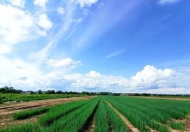 В Узбекистане был принят закон № ЎРҚ–1128-сон қонун, в