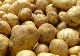 Миллий статистика қўмитасининг дастлабки маълумотларига