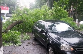 Тошкентда шамол ва ёмғир натижасида дарахтлар ағдарилди фото