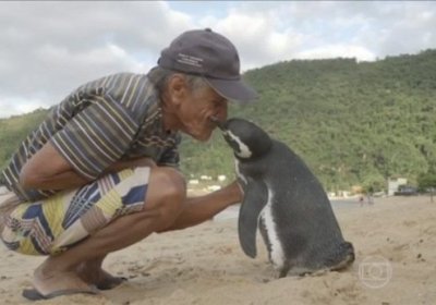 Xaloskorini ko‘rish uchun minglab chaqirimdan suzib keladigan pingvin фото