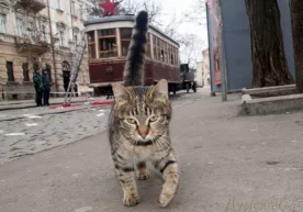 Mushukni kutgan tramvay (video) фото