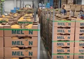 Фото: «Дунё» агентлиги Нидерландияга 60 тонна ўзбек