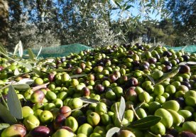 O‘zbekistonda zaytun plantatsiyalari tashkil etiladi фото