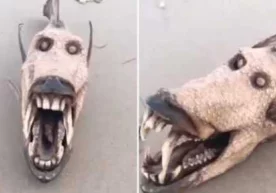 Бу маҳлуқнинг жағи ҳам жуда улкан эди. Бундай оғиз, жағ