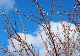 Ўзбекистон бўйлаб 18 март куни об-ҳаво баҳорга хос, лекин