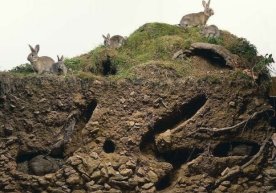 Фото: Travel Ask/Қуён ини Кундалик зарурат сабабли