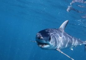 Австраилиянинг Янги Жанубий Уэлсидаги Кайлис-Бич соҳилида