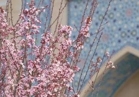 Ўзбекистон бўйлаб 14 март куни об-ҳаво янада илиқлашиб,