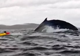 In Chile, a whale swallowed a rower (video) фото