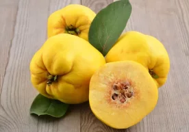 Она табиат инъоми ҳисобланган меваларнинг турлари кўп.