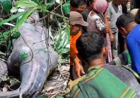 Индонезияда улкан питон аёлни ютиб юборди (видео) фото