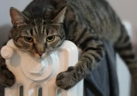 Тошкентда кузги совуқ кунлар бошланмоқда, бу эса бизни