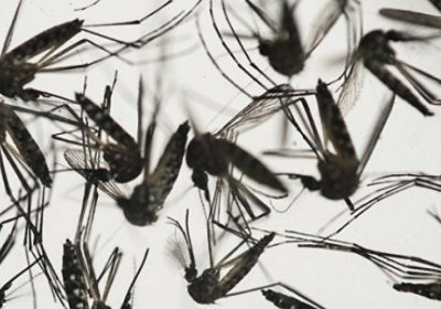 Zika virusi qaysi davlatlarda tarqalmoqda? фото